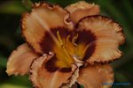 comp_DSC07979.jpg