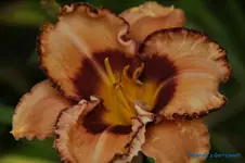 comp_DSC07979.webp