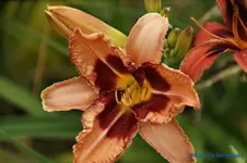 comp_DSC07984.webp