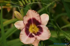 comp_DSC07986.webp