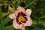comp_DSC07986.jpg