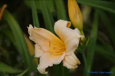 comp_DSC07988.jpg