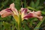 comp_DSC07989.jpg