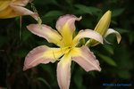 comp_DSC07993.jpg