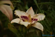 comp_DSC07995.webp