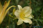 comp_DSC07996.jpg