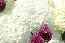 Bienenweide 05.07.19 1.webp