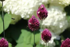 Bienenweide 05.07.19 2.webp