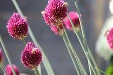 Bienenweide 05.07.19 4.webp