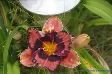comp_DSC08005.jpg