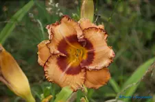 comp_DSC08007.webp