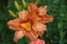 comp_DSC08017.webp