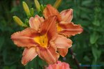 comp_DSC08017.jpg