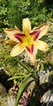 IMG-20190705-WA0007.jpeg