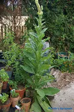 comp_DSC08003.webp