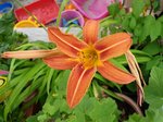 20190705_105329_resized.jpg