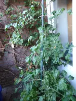 P1130442Gelbe chinesische Coctailtomate.webp