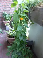 P1130448.webp