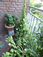 P1130450.webp