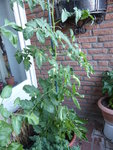 P1130452Goldene Königin.JPG