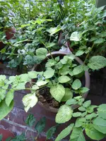P1130467Ananaskirsche.JPG