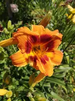 IMG_20190706_132130.webp