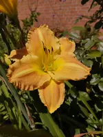 IMG_20190706_132158.webp