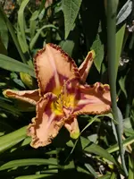 IMG_20190706_132233.webp