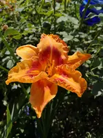 IMG_20190706_132302.webp