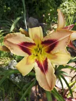 IMG_20190706_132422.webp