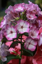 0M3A0603[1].webp