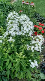IMG_20190706_173105439_HDR.webp