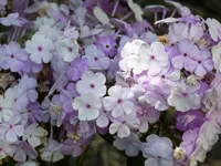 A524F103-A8B9-4BFA-BEF5-0FB66B5349A6.webp
