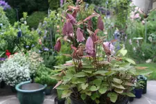 Campanula punctata Elfenblut0119.webp