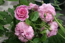 Rose Hl.Elisabeth 0119.webp