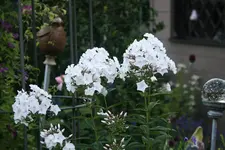 Phlox  0419.webp