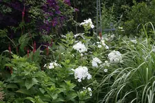 Phlox  0619.webp