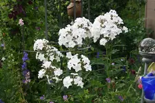 Phlox  0919.webp
