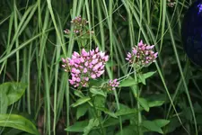Phlox  1019.webp