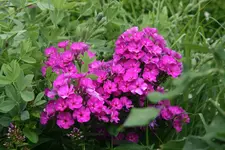 Phlox  1119.webp