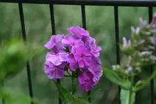 Phlox  1319.webp