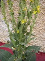 07_07_2019 (4).webp