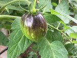 IMG_1739.JPG