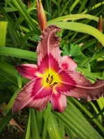 IMG_20190707_122849.webp