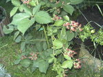 BILD1295.JPG