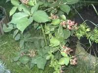 BILD1295.webp