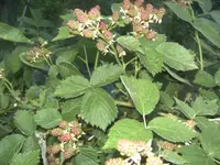 BILD1297.webp