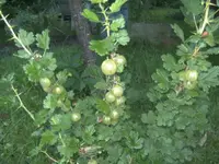 BILD1290.webp