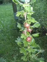 BILD1289.webp