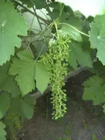 BILD1231.webp